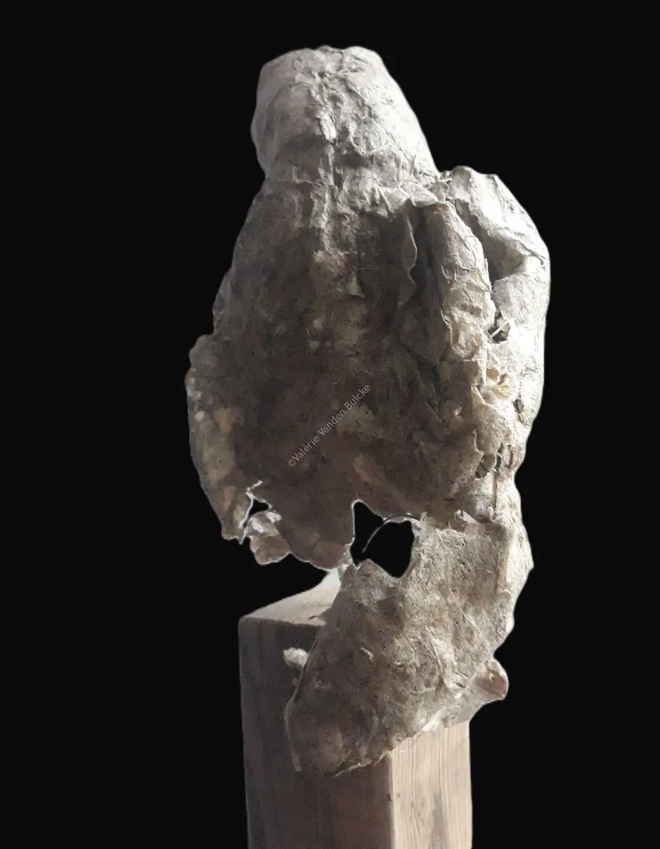Corvus Corax I · papier végétal · 75 × 15 × 16 cm