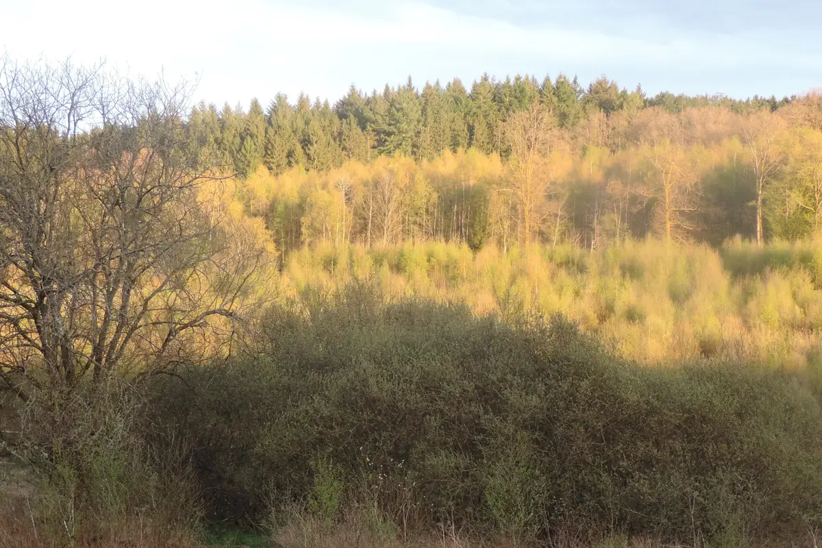La forêt autour de Regniessart en fin de journée, lumière dorée sur les arbres