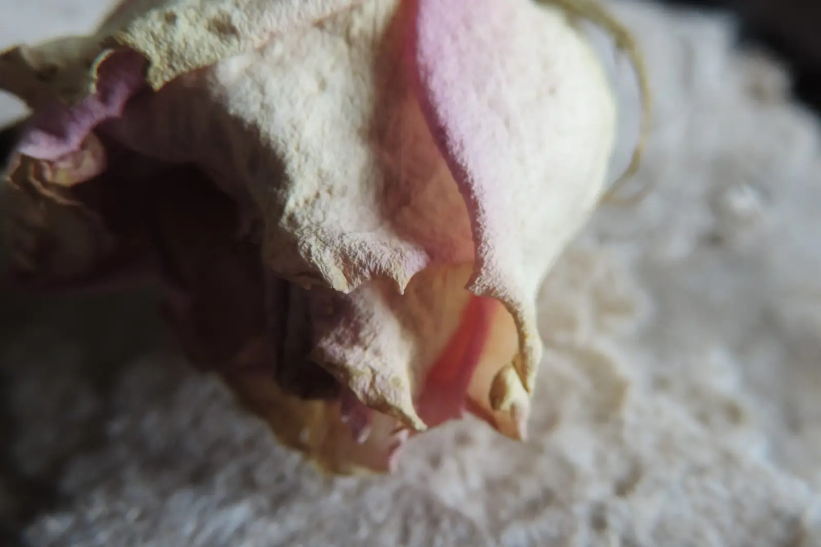 Une rose séchée posée sur une feuille de pâte à papier, dans l'atelier